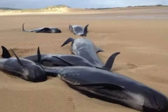 Bốn con cá voi hoa tiêu bị chết oan uổng vì mắc kẹt trên bờ