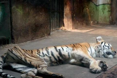 Người dân phẫn nộ khi chứng kiến chú hổ bị "suy dinh dưỡng"