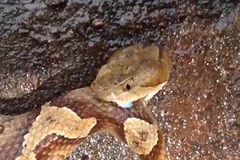 Lý giải về hiện tượng rắn bị chặt đầu nhưng vẫn có thể cắn người