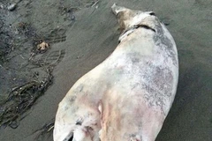 Phát hiện xác cá heo hai đầu kỳ lạ ở biển phía Tây Thổ Nhĩ Kỳ