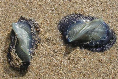 Hàng triệu sinh vật có hình thù kỳ lạ tấn công bờ biển nước Mỹ