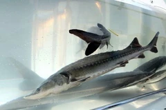 Loài cá "cổ đại" đứng trước nguy cơ bị tuyệt chủng ở Trung Quốc