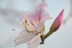 Vẻ đẹp tinh khiết của hoa Ban Tây Bắc. (Ảnh: Nguyễn Công Hải/TTXVN)