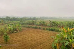 Bãi giữa sông Hồng chủ yếu hiện trồng hoa màu. (Ảnh: Hùng Nguyễn/Vietnam+)