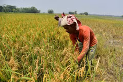 Nông dân thu hoạch lúa trên cánh đồng tại Nagaon, bang Assam, Ấn Độ. (Ảnh: THX/TTXVN)
