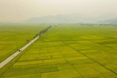 "Mùa vàng" trên cánh đồng lúa lịch sử lớn nhất Tây Bắc