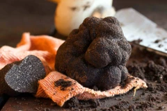 Nấm truffle. (Ảnh minh họa. Nguồn: Getty images)