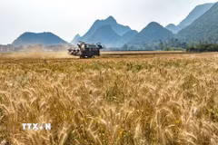Ảnh minh họa. (Nguồn: TTXVN)