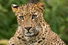 (Ảnh minh họa. Getty images)