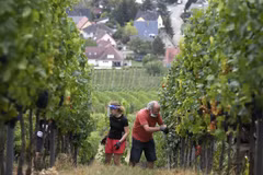 Nông dân thu hoạch nho tại Alsace, Pháp. (Ảnh: AFP/TTXVN)