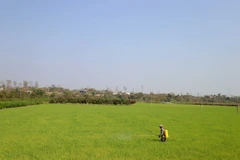 (Ảnh minh họa. Hưng Thịnh/TTXVN)