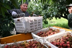 Nông dân Trung Quốc thu hoạch vải. (Nghuồn: english.cctv)