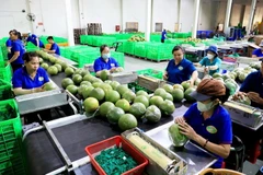 Dây chuyền dán mác, đóng bao bì sản phẩm bưởi da xanh tại Bến Tre. (Ảnh: Hồng Đạt/TTXVN)