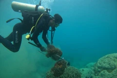 Tác phẩm “Bắt sao biển gai và thu gom rác” của tác giả Trần Thị Phương Thảo đạt giải Nhất. (Ảnh: Tạp chí Tài nguyên và Môi trường)