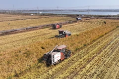 Nông dân thu hoạch lúa tại tỉnh Giang Tô, Trung Quốc. (Ảnh: THX/TTXVN)