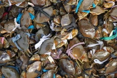 Thu hoạch cua biển. (Ảnh minh họa. Văn Sĩ/TTXVN)