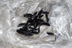 Gia Lai cảnh báo tình trạng ngộ độc, tử vong do ăn các loại côn trùng lạ