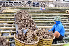 Người dân gia cố bè cũ để tiếp tục hoạt động nuôi trồng thủy sản trên sông Chanh, thị xã Quảng Yên, sau thiệt hại của bão số 3. (Ảnh: Thanh Vân/TTXVN)