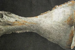 Phát hiện hóa thạch bọt biển nguyên vẹn có niên đại 540 triệu năm