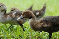 Để ngăn chặn virus cúm lây lan, toàn bộ 8.700 con vịt sẽ bị tiêu hủy. (Nguồn: thepoultrysite)