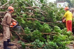 Cây cối gãy đổ do bão Dana tại Astaranga, thành phố Puri, Ấn Độ, ngày 24/10/2024. (Ảnh: ANI/TTXVN)