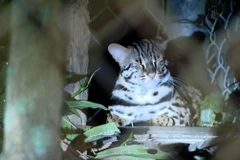 Động vật tại Vườn quốc gia Cúc Phương. (Ảnh: Thùy Dung/TTXVN)