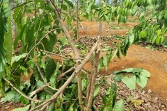 Cây càphê bị chặt hạ. (Ảnh minh họa. Nguồn: TTXVN phát)