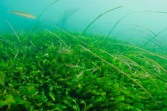 Ảnh minh họa. (Nguồn: noaa fisheries)
