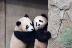 Những "hoàng tử, công chúa" gấu trúc thuộc top đỉnh lưu của châu Á