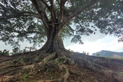 Thân cây to lớn, rễ cây như những dải lụa quấn quanh, bám sâu vào lòng đất như níu giữ sự trường tồn cùng thời gian. (Ảnh: Nguyễn Oanh/TTXVN)