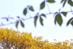 Vẻ đẹp quyến rũ của hoa Lim xẹt trên bán đảo Sơn Trà