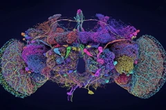 Bản đồ não bộ của ruồi giấm. (Ảnh: nature)