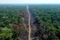 Khoảng rừng Amazon bị đốt phá tại Humaita, bang Amazonas, Brazil. (Ảnh: AFP/TTXVN)
