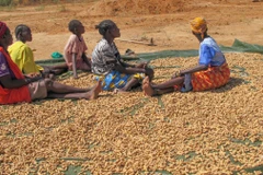 Người dân phơi lạc tại Lokichar, Kenya. (Ảnh: THX/TTXVN)
