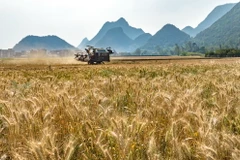 Thu hoạch lúa mì trên cánh đồng ở tỉnh Vân Nam, Trung Quốc. (Ảnh: THX/TTXVN)