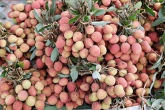 Vải thiều Đắk Lắk chín sớm khoảng 1 tháng so với vải thiều ở các tỉnh phía Bắc. (Ảnh: Hoài Thu/TTXVN)