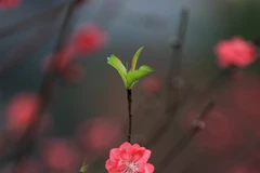 Đào Nhật Tân khoe sắc đón Xuân Giáp Thìn