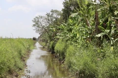 (Ảnh minh họa. Huỳnh Anh/TTXVN)