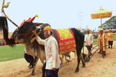 Ông Vei Samnang, Tỉnh trưởng tỉnh Kampong Speu giữ vai trò “Sdech Meak”, cùng đoàn tùy tùng thực hiện nghi thức cày ruộng mang tính biểu tượng tại Lễ hội Tịch điền năm 2024. Ảnh: Hoàng Minh/TTXVN)