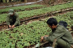 Vườn Sâm Ngọc Linh trồng dưới tán rừng của Công ty TNHH Một thành viên Lâm nghiệp Đăk Tô. (Ảnh: Quang Thái/TTXVN)