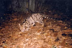 Báo gấm (Pardofelis nebulosa). (Ảnh: TTXVN phát)