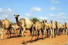 Ảnh minh họa. (Nguồn: africanews.com)