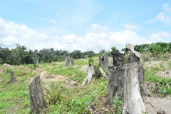 (Ảnh minh họa: Tuấn Anh/TTXVN)