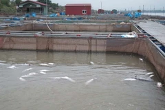 (Ảnh minh họa: Tiến Vĩnh/TTXVN)