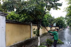 Các địa phương tại Thái Bình chủ động cắt tỉa cành cây để tránh bão quật đổ. (Ảnh: Thế Duyệt/TTXVN)