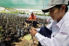 (Ảnh minh họa: Trần Việt/TTXVN)