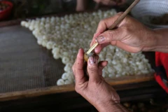 Công đoạn tách vỏ, bỏ hạt nhãn (xoáy long) trước khi sấy khô long nhãn.