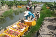 Thu hoạch thanh long. (Ảnh: Minh Trí/TTXVN)