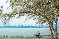 (Ảnh minh họa: Trọng Đạt/TTXVN)