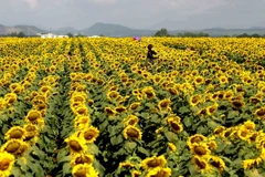 (Ảnh minh họa: Thanh Tùng/TTXVN)